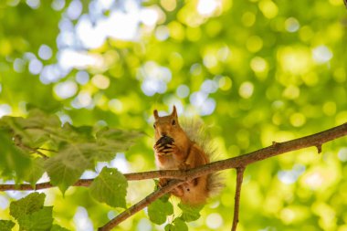 Yeşil yapraklı sincap.