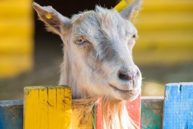 Keçi kafese kapanır.