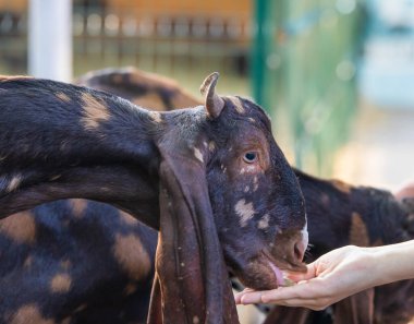 Kız hayvanat bahçesindeki keçiyi besliyor.