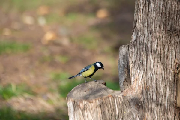 Gele vogels op de boom — Stockfoto