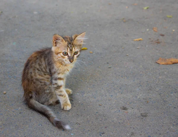 Petit chat de rue gros plan — Photo