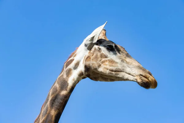 Zürafa kafası gökyüzüne yakın çekim