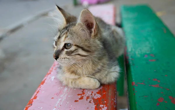 Malé kotě zblízka na lavičce — Stock fotografie