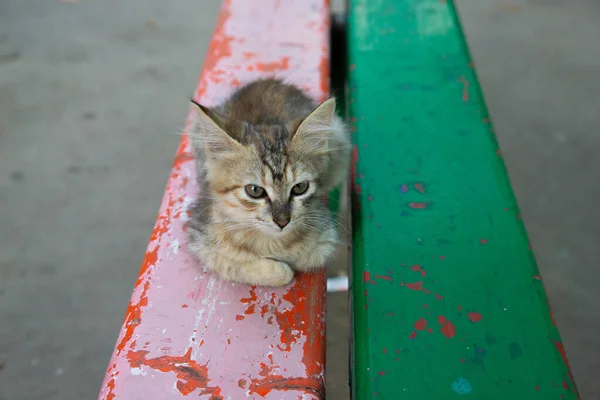 Malé kotě zblízka na lavičce — Stock fotografie