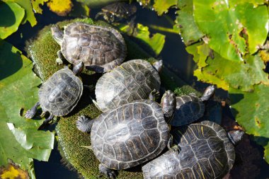 Gölde güneşlenen kaplumbağalar.