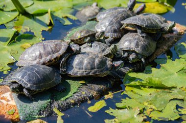 Gölde güneşlenen kaplumbağalar.