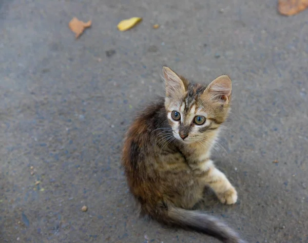 Pequeño calle gato de cerca hasta —  Fotos de Stock