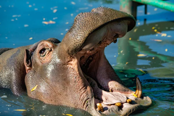 Kapalı ağızlı su aygırları.