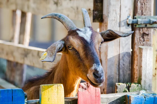 Keçi kafese kapanır.