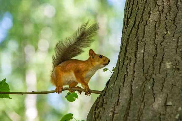 Ardilla en un árbol de cerca — Foto de Stock