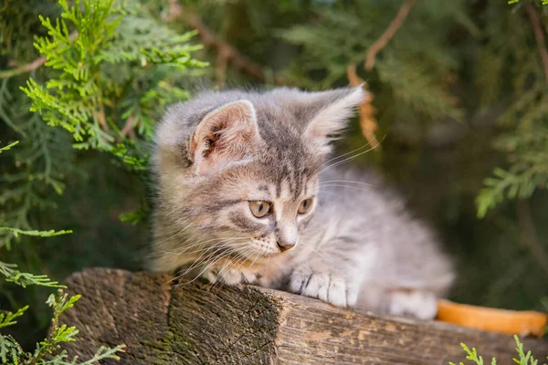 Dumanlı kedi yavrusu ladin altında oturur