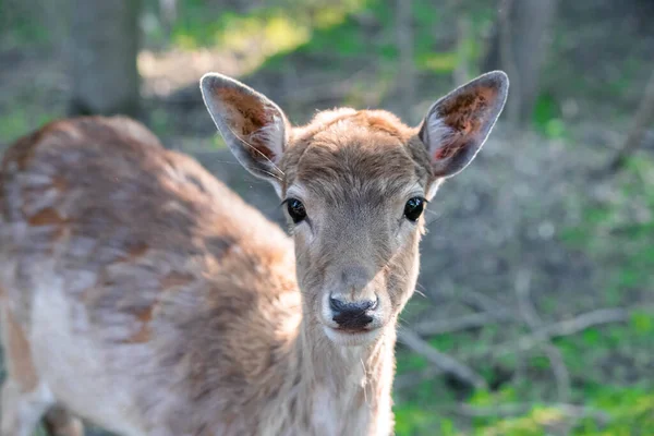 Little spotted deer in the forest close up — Stock Photo, Image