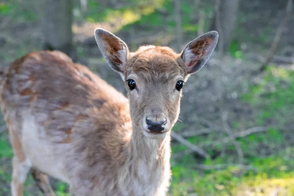 Ormanda küçük benekli geyik. Yaklaş.