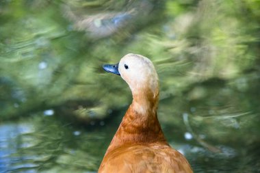 Kahverengi ördek gölün yanında