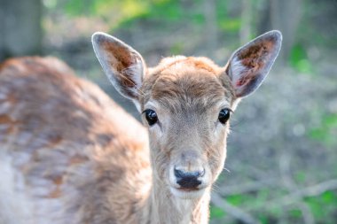 Ormanda küçük benekli geyik. Yaklaş.