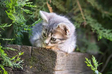 Dumanlı kedi yavrusu ladin altında oturur