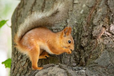 Bir ağaçtaki sincap yakın mesafeden yiyor.