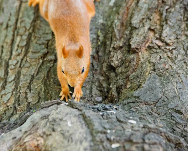 Білка на дереві крупним планом їсть — стокове фото
