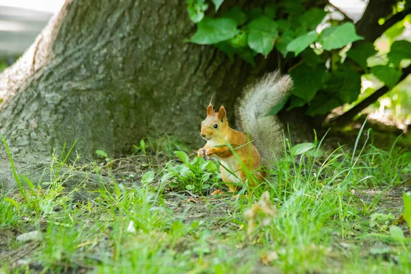 kırmızı sincap çimlerde