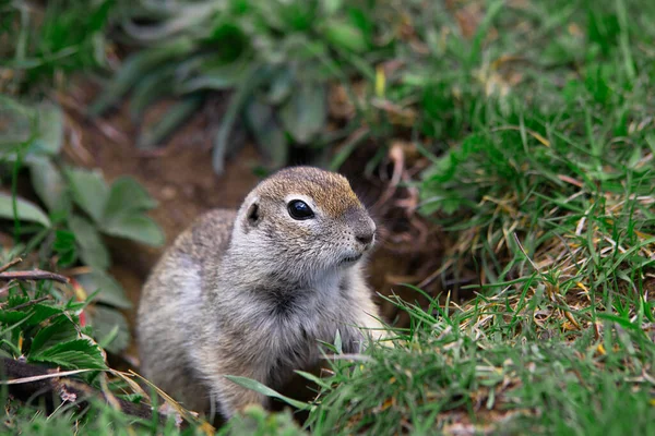 Primer plano gopher en una madriguera — Foto de Stock