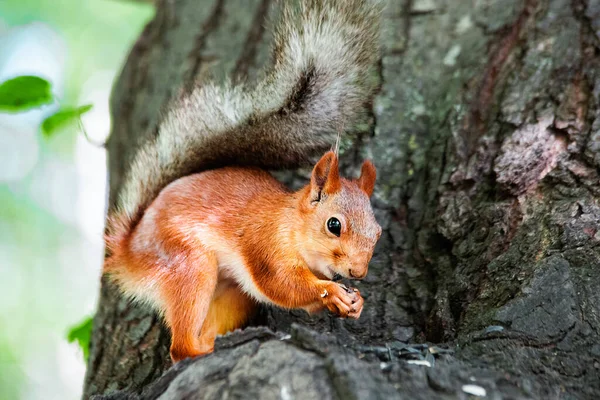 Ardilla roja de cerca en un árbol Imagen De Stock