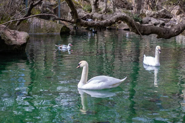 Krásná bílá labuť plave v smaragdovém jezeře — Stock fotografie