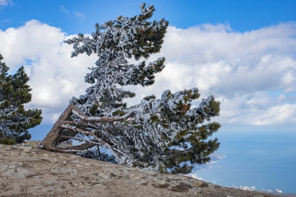 Kış manzarası dağdaki karda çayırlık. — Stok fotoğraf