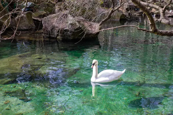 Le beau cygne blanc nage dans un lac émeraude — Photo