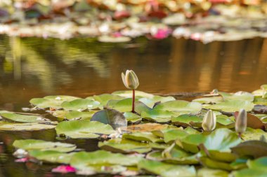 Güneşin altındaki gölde çiçek açan zambaklar.