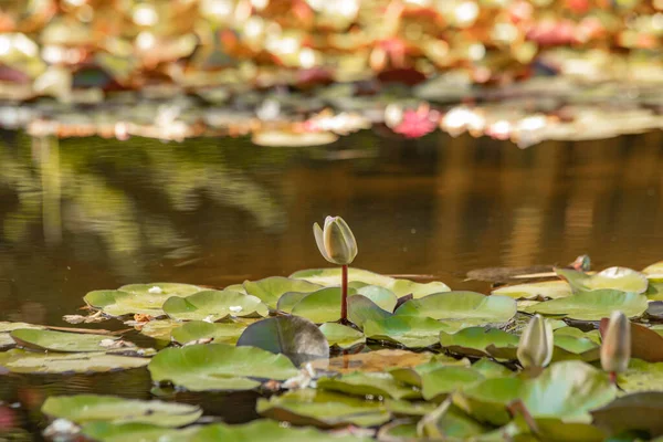 Güneşin altındaki gölde çiçek açan zambaklar.