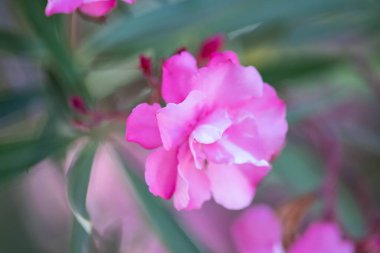 Neryum pembe zakkum. Güzel çiçekler kapanıyor.