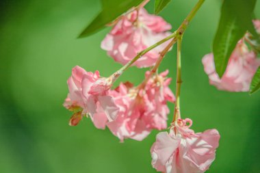 Neryum pembe zakkum. Güzel çiçekler kapanıyor.