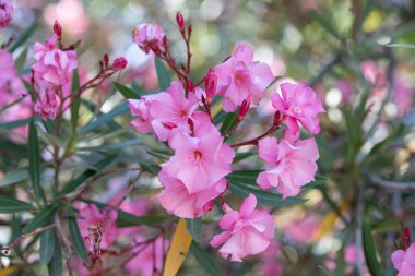 Neryum pembe zakkum. Güzel çiçekler kapanıyor.