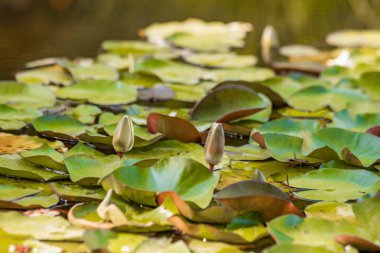 Güneşin altındaki gölde çiçek açan zambaklar.