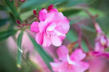 Neryum pembe zakkum. Güzel çiçekler kapanıyor.
