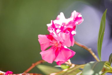 Neryum pembe zakkum. Güzel çiçekler kapanıyor.
