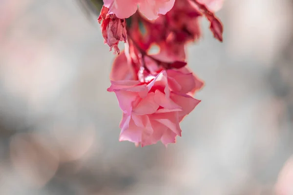 Neryum pembe zakkum. Güzel çiçekler kapanıyor.