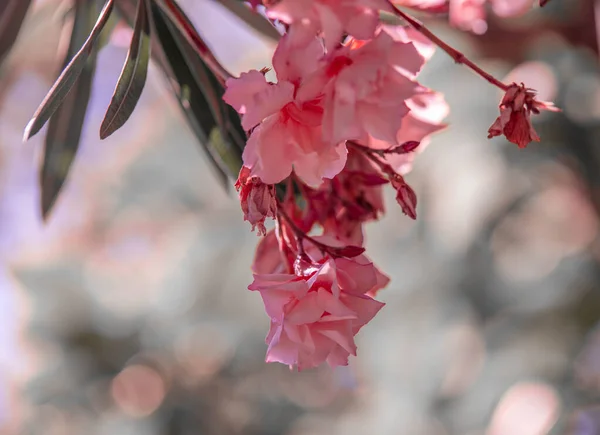 Nerium roze oleander. Mooie bloemen close-up — Stockfoto