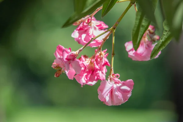 Neryum pembe zakkum. Güzel çiçekler kapanıyor.