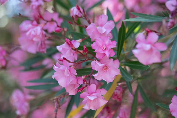 Nerium roze oleander. Mooie bloemen close-up — Stockfoto