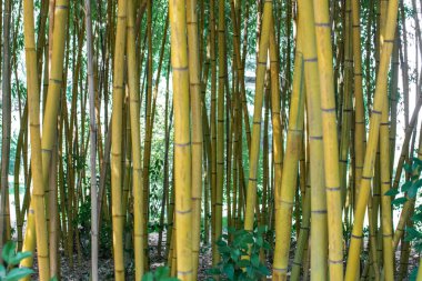 Bambu koruluğu arka planı kapatın