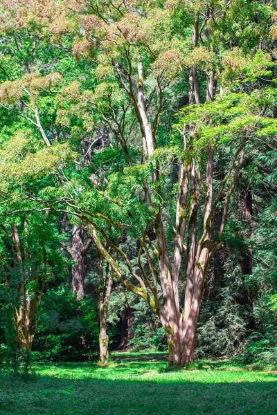 Muhteşem yeşil ağaç, dallar ve taçlar
