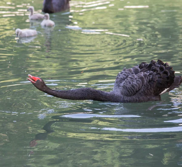 Černá labuť zblízka plave v jezeře — Stock fotografie