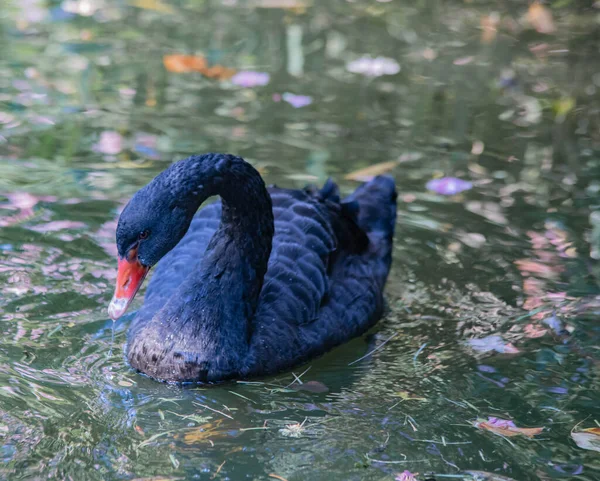 Černá labuť zblízka plave v jezeře — Stock fotografie