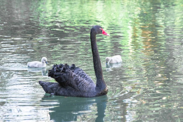 Černá labuť zblízka plave v jezeře — Stock fotografie