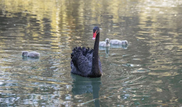 Siyah kuğu gölde yüzüyor.