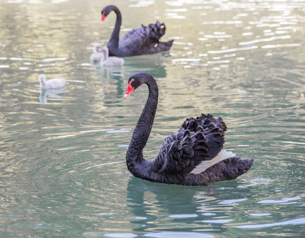 Černé labutě zblízka plavat v jezeře se svými mláďaty — Stock fotografie