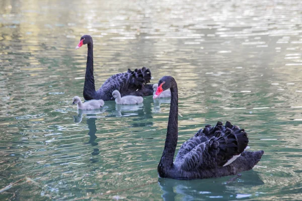 Siyah kuğular yavrularıyla gölde yüzerler.