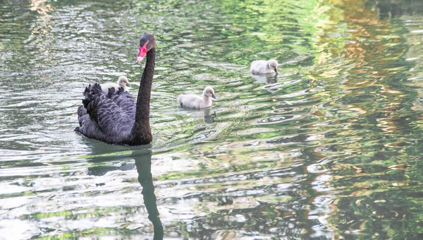 Černá labuť zblízka plave v jezeře — Stock fotografie