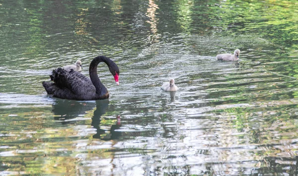 Černá labuť zblízka plave v jezeře — Stock fotografie